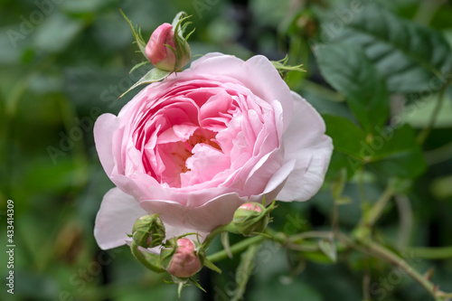 Fototapeta Naklejka Na Ścianę i Meble -  English rose 'Scepter'd Isle', a pale pink old fashioned style rose