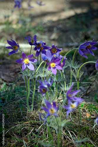 Primroses in May in a pine forest. Sleep grass. Blue flowers