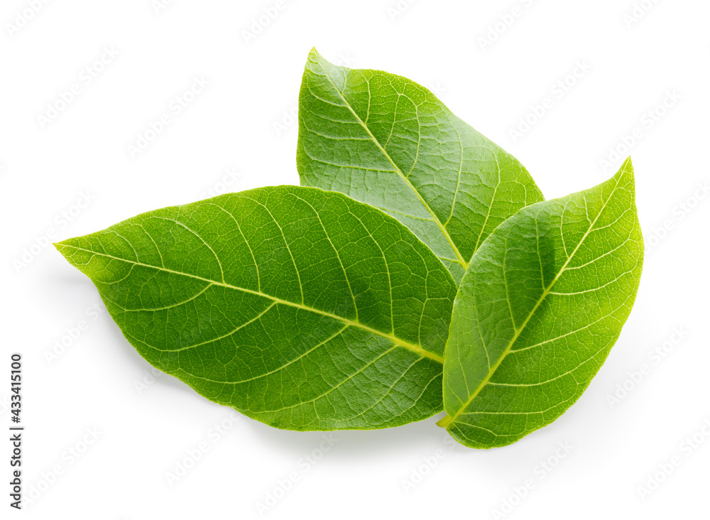 Obraz premium Walnut leaves top view isolated. Green walnut leaf on white background. Three leaves flat lay. With clipping path.