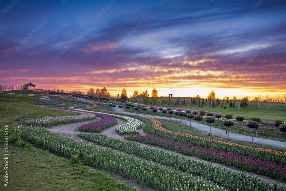 Dawn over tulip fields. Different varieties of flowers bloom in flower beds.