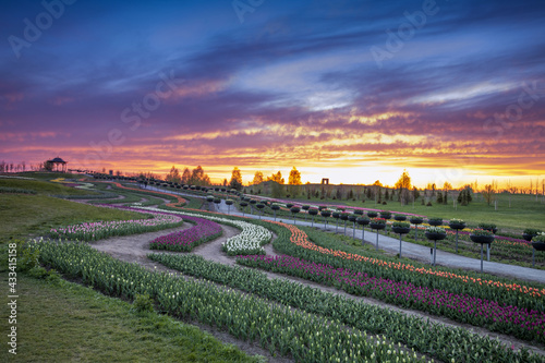 Dawn over tulip fields. Different varieties of flowers bloom in flower beds.