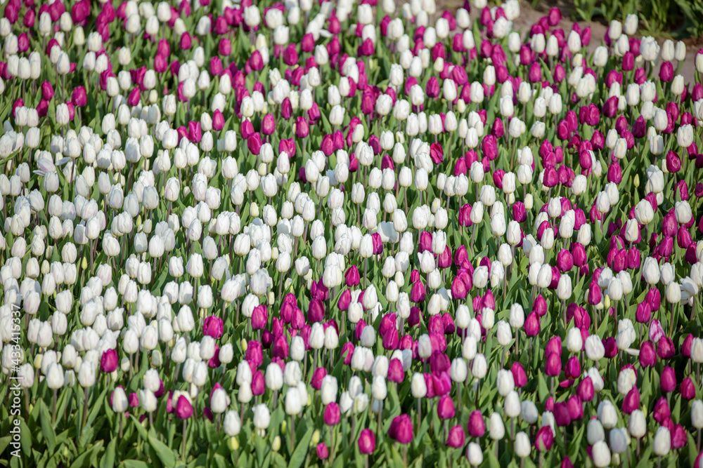 Blooming fields of tulips on a flowerbed, flowers of different colors
