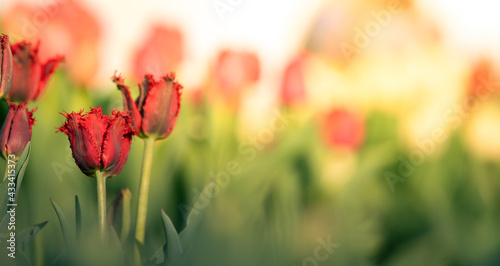 Pink tulips bloom at sunset. Selective focus.