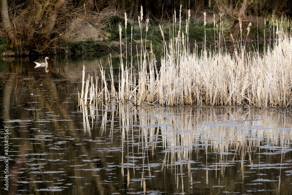Schilf in einem Teich im Wald als Nist-/Brutplatz für Wasservögel im Hintergrund eine schwimmende Gans Schilf in einem Teich im Wald als Nist-/Brutplatz für Wasservögel im Hintergrund eine schwimmende Gans