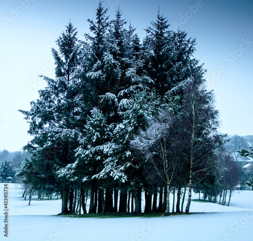 Chirtsmas snowy trees. photo