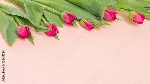 Fototapeta Naklejka Na Ścianę i Meble -  Różowe, kwitnące tulipany na pastelowo różowym tle
