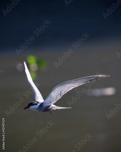Bird in flight