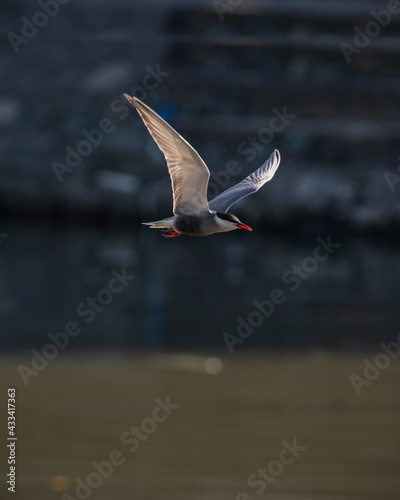 Bird in flight