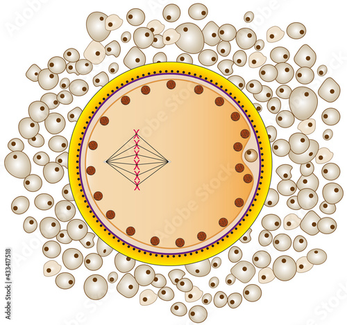 secondary oocyte