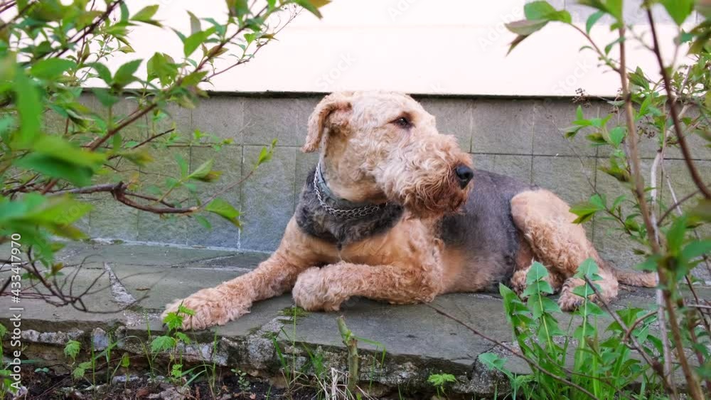 An adult dog breed airedale terrier lies and rests in the shade next to the house, and looks around An adult dog breed airedale terrier lies and rests in the shade next to the house, and looks around
