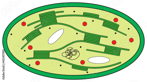 chloroplast photo