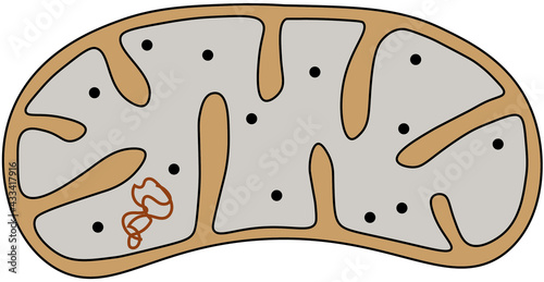 mitochondrion photo