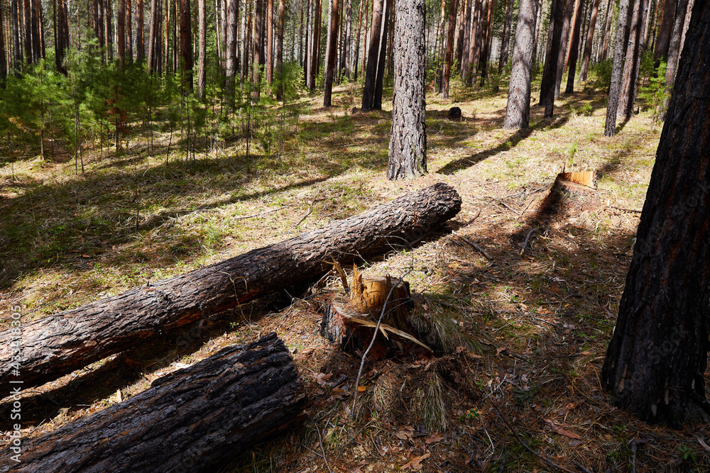 Pine forest. Nature concept - felling of trees. Pine forest. Nature concept - felling of trees.