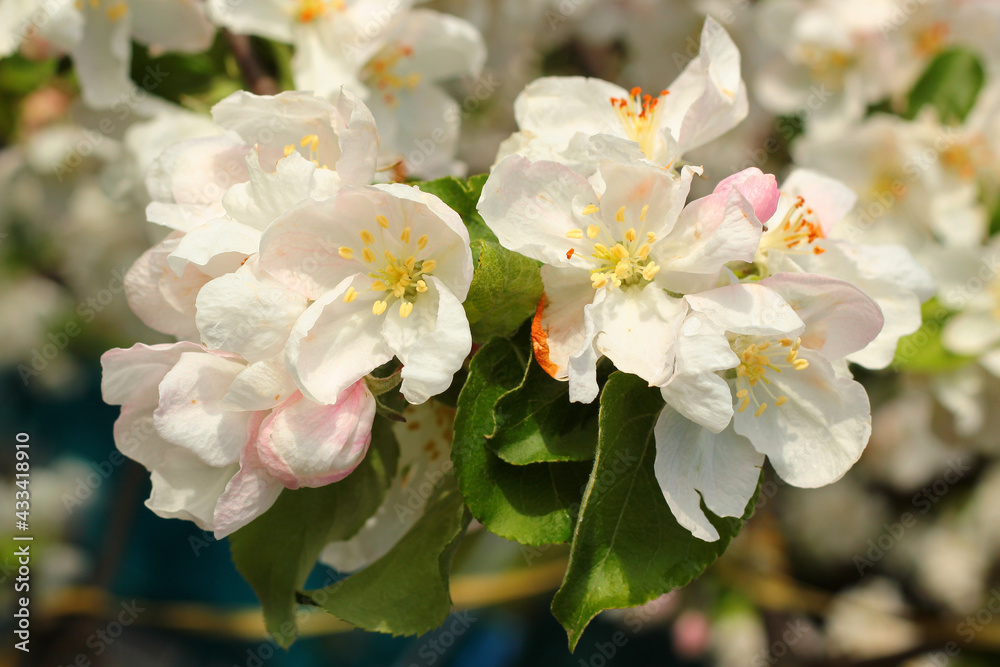 Fototapeta premium Flowering apple tree in spring time