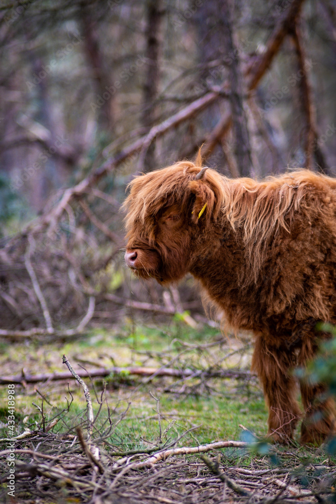 Scottish Highlander