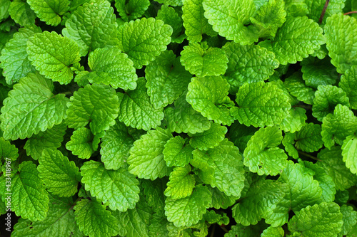 Leaves of Lemon balm, or Melissa officinalis