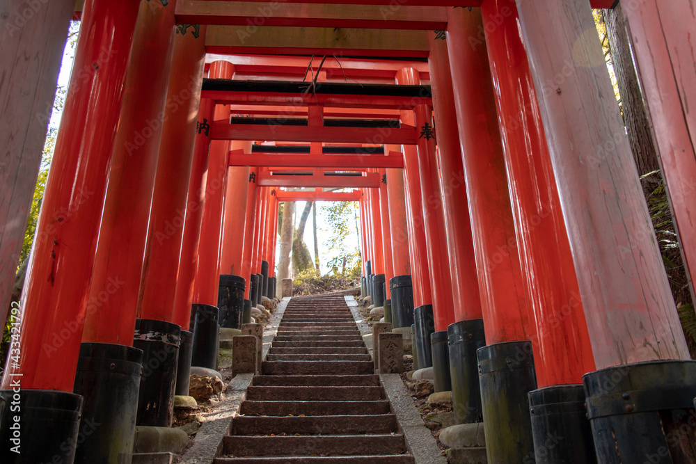 The Senbon Torii (233 meters thousands of vermilion torii gates) of Fushimi Inari-taisha. The trails lead into the forest of the sacred mt. Inari. The Senbon Torii (233 meters thousands of vermilion torii gates) of Fushimi Inari-taisha. The trails lead into the forest of the sacred mt. Inari.