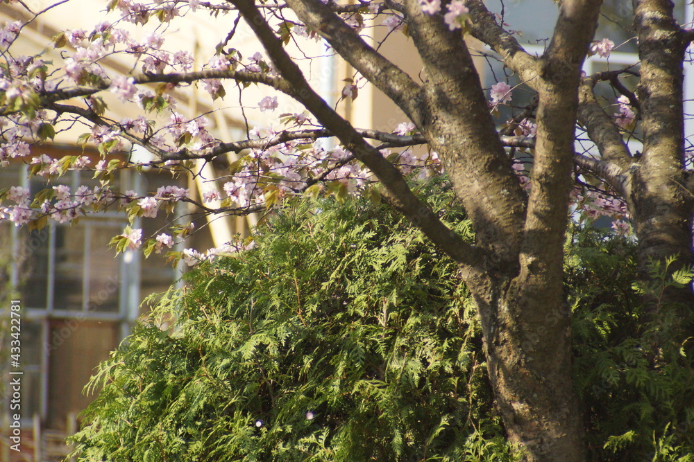Fototapeta premium sakura,tree, nature, green, forest, leaves, spring, branch, trees, 