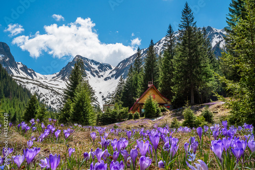 Landscape view of Sambetei Valley in the springtime with purple crocus flowers and mountain peaks of Fagaras chain © cristianbalate