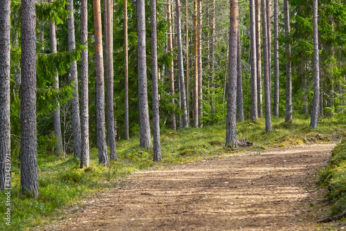 Mud Road in the pine forest in spring time