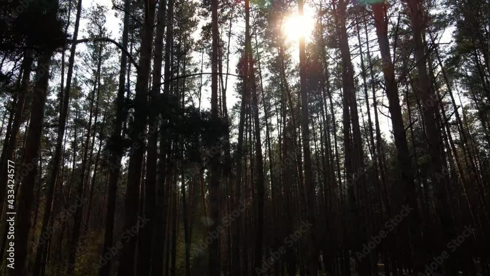 Drone flight view sunny morning in pine tree forest, moving low between trees, sunlight. Beautiful woodland. Drone flight view sunny morning in pine tree forest, moving low between trees, sunlight. Beautiful woodland.