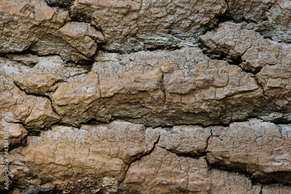 Tree bark texture. natural background, bark close-up. old tree, bark structure. macro photo Tree bark texture. natural background, bark close-up. old tree, bark structure. macro photo