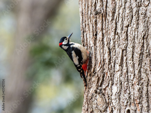 Great Spoted Woodpecker on a Tree photo