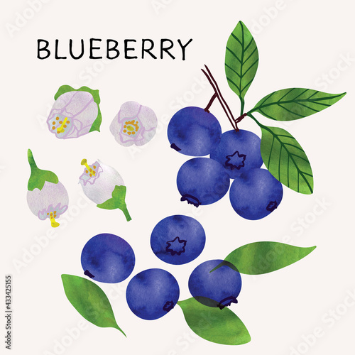 Blueberry illustration vector set with watercolor texture and line art. Hand drawn fully isolated modern colorful design elements ideal for health product packaging, brochures, web and more.