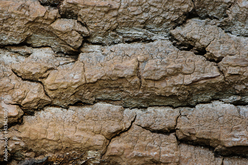 Tree bark texture. natural background, bark close-up. old tree, bark structure. macro photo