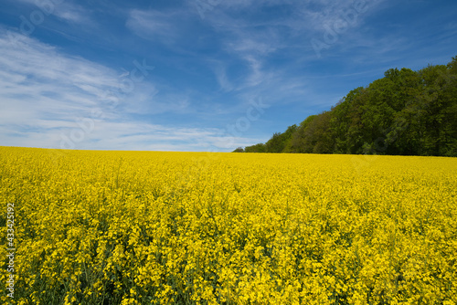 a Field of bright yellow rapeseed in springtime