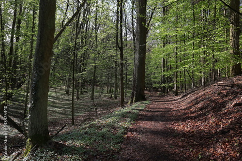 Wald  Mystik  Zauber  B  ume  Fr  hling  Heilung