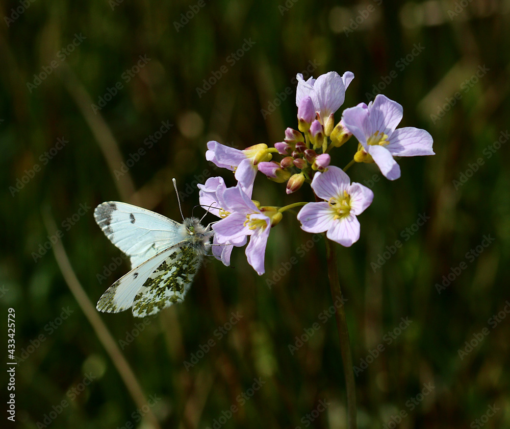 A female Orange Tip Butterfly resting on a white ladys smock flower which is its main food