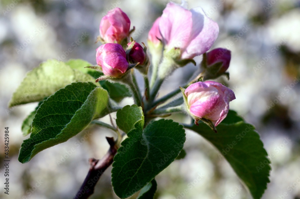Fototapeta premium Blooming apple tree branch against ground sprinkled with petals, looks like as natural bokeh springtime background. Selective focus on some parts of twig. Freshness, ecology and joyful moment ideas.