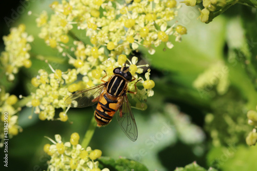A hover fly, scientific name Helophilus pendulus, collecting nectar from Wild Alexanders, botanical name Smyrnium olusatrum. © Scorsby