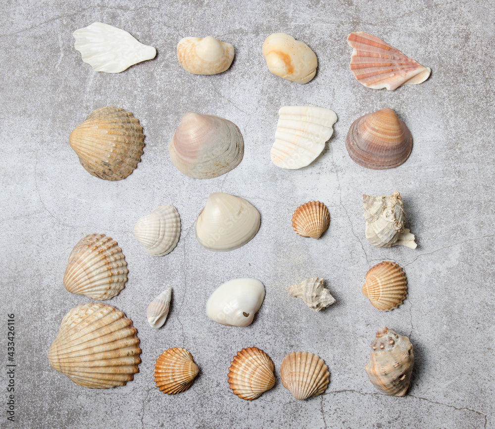 Shells on background, summer collection