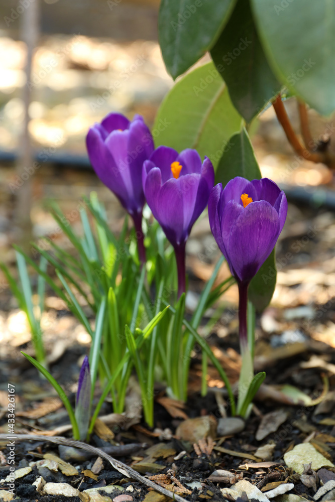 Obraz premium Beautiful purple crocus flowers outdoors. Spring season
