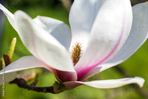 Fototapeta Naklejka Na Ścianę i Meble -  A large, creamy white and pink southern magnolia flower is surrounded by glossy green leaves of a tree. White petal close up. Selective focus.