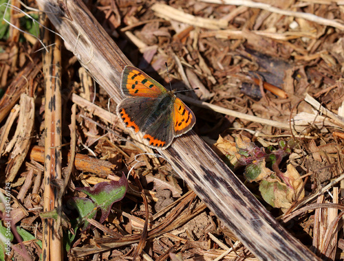 Small Copper Butterfly resting on a twig. Scientific name Lycaena phlaeas.	 photo