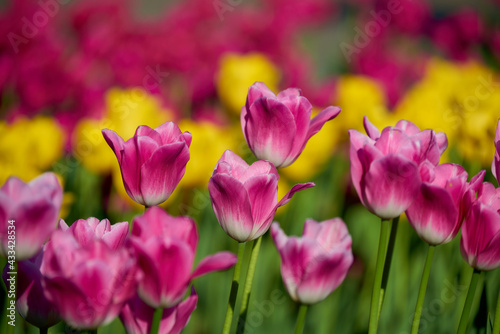 pink and yellow tulips