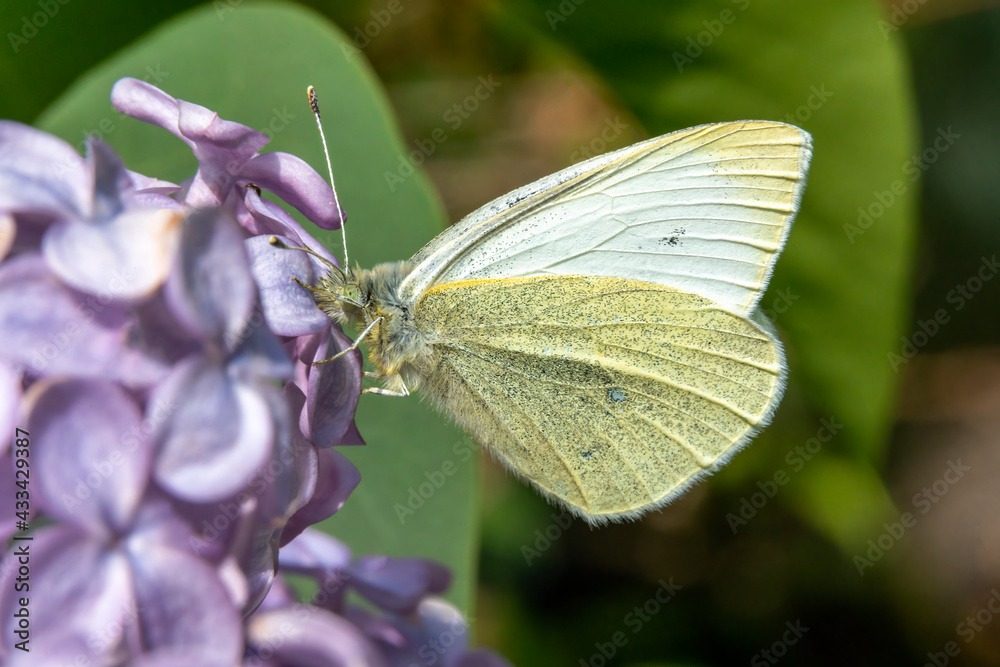 Cabbage white butterfly (Pieris rapae) feeding in spring on purple lilac shrub flower blossom, stock photo image Cabbage white butterfly (Pieris rapae) feeding in spring on purple lilac shrub flower blossom, stock photo image