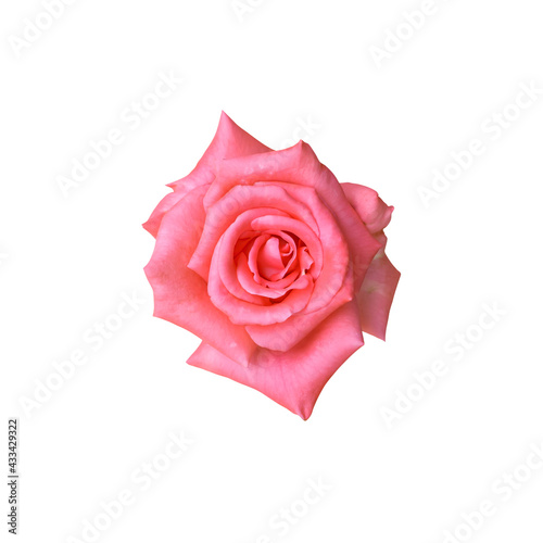 Closeup pink rose isolated on white background