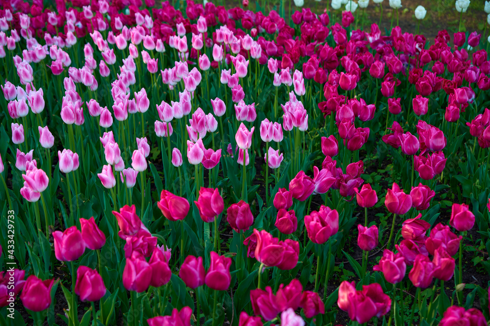 field of tulips field of tulips