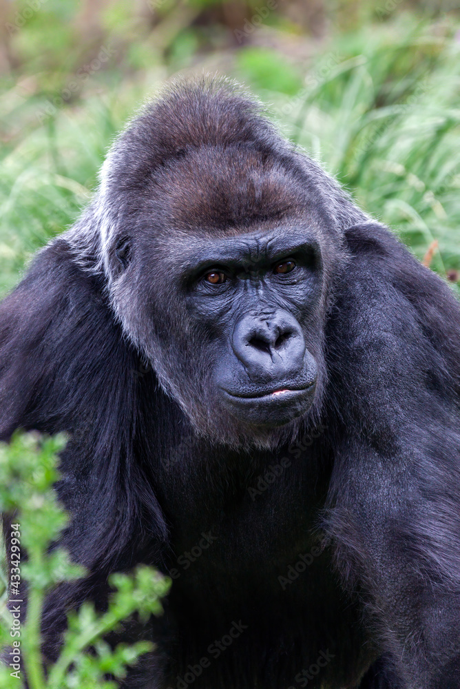 Western Lowland Gorilla an African male silverback which is found in the tropical rain forest of Africa, stock photo image