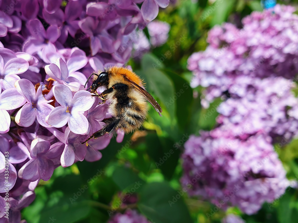 Common Carder Bee (Bombus pascuorum) a ginger brown bumblebee flying insect found in the UK and Europe on a lilac plant, stock photo image Common Carder Bee (Bombus pascuorum) a ginger brown bumblebee flying insect found in the UK and Europe on a lilac plant, stock photo image