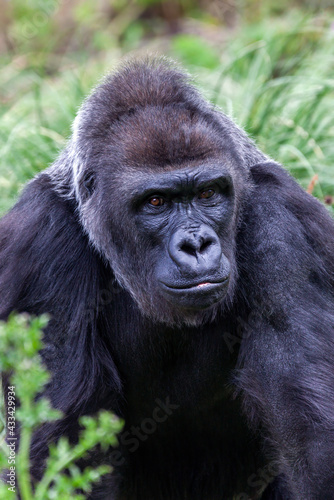 Western Lowland Gorilla an African male silverback which is found in the tropical rain forest of Africa  stock photo image