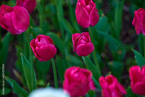 Fototapeta Naklejka Na Ścianę i Meble -  field of tulips