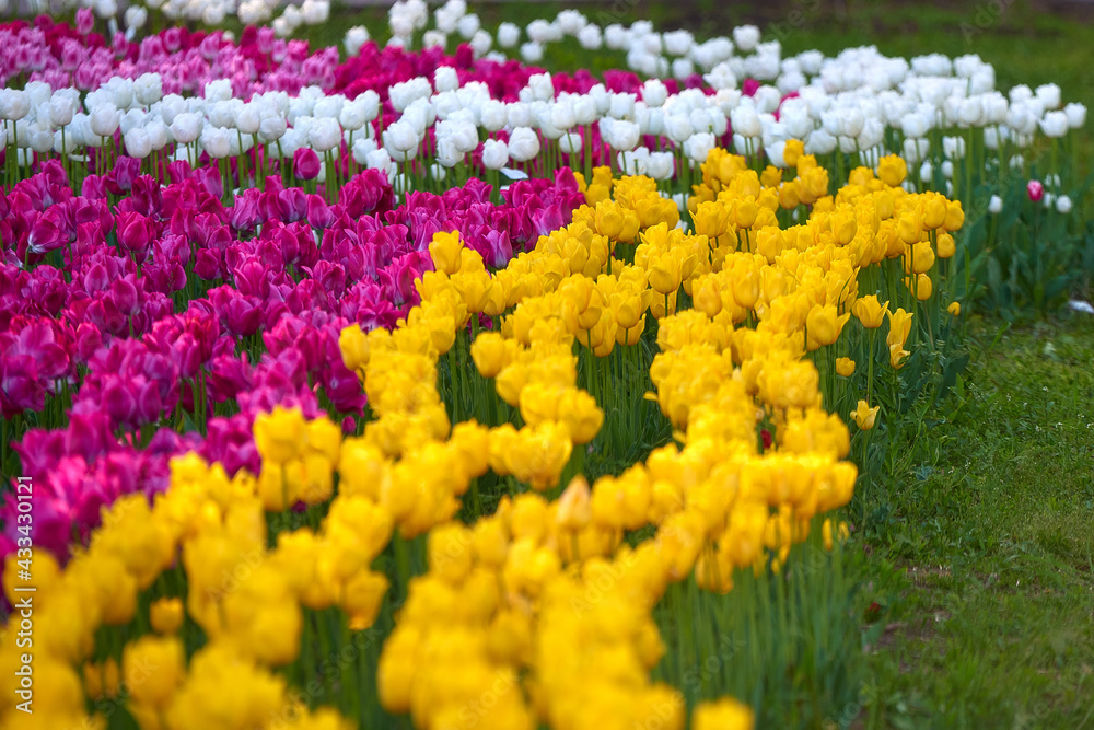 field of tulips field of tulips