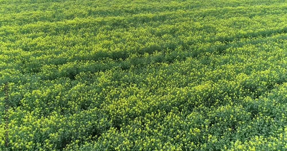 Aerial view of canola field. Cultivated rapeseed canola plantation field