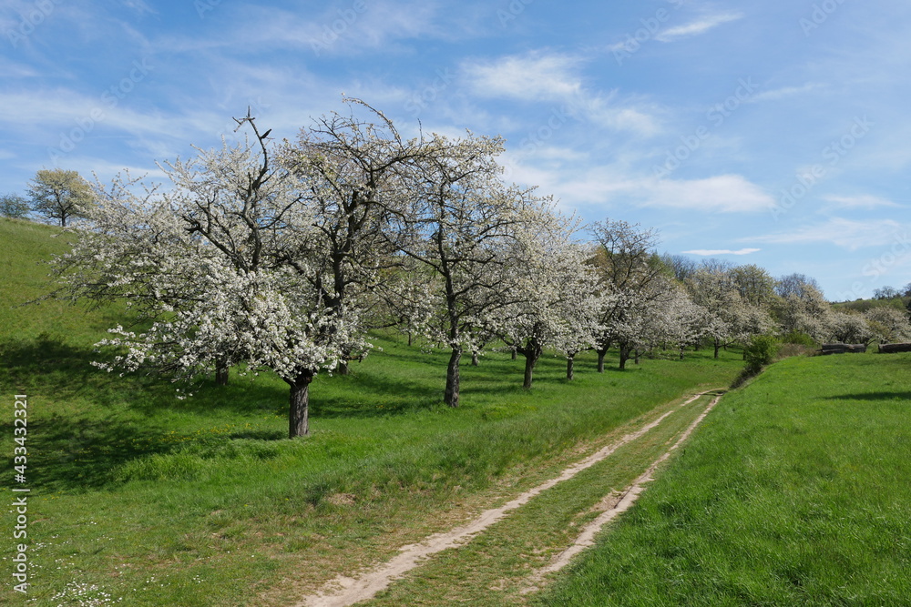 Fefldweg durch Streuobstwiese