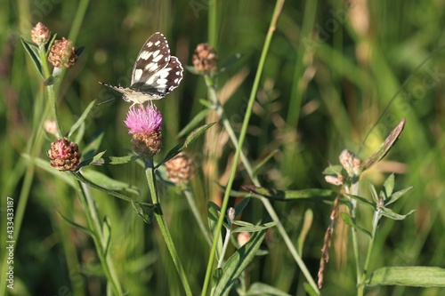 Schachbrett-Falter(Melangaria galathea) photo